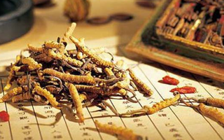 老人可以喝冬蟲夏草湯嗎？科學(xué)分析與飲用指南