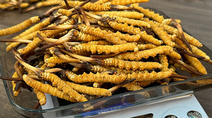 冬蟲夏草小孩可以服用嗎？科學(xué)判斷與服用指南