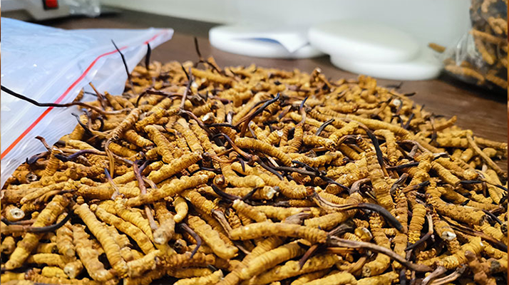 冬蟲夏草：泡水喝還是煮一下？兩種食用方式的全面對比