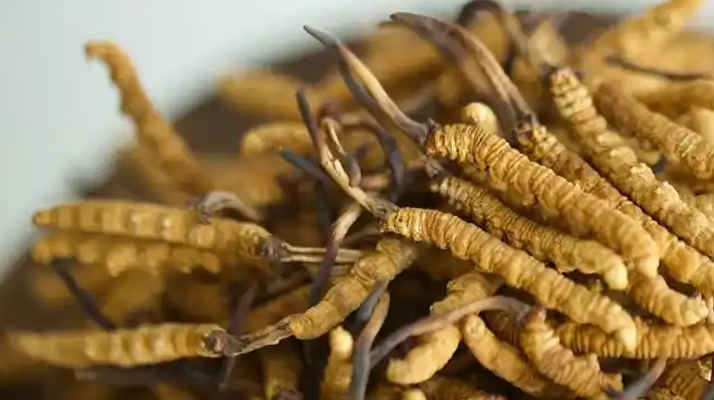 野生<a href=http://www.xylsxs.com/jiage/ target=_blank class=infotextkey>冬蟲夏草價格</a>探秘:多因素交織下的市場行情