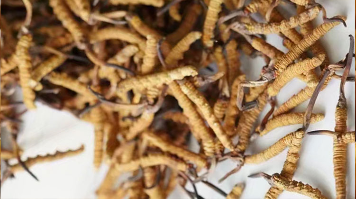 探尋正宗冬蟲(chóng)夏草的產(chǎn)地