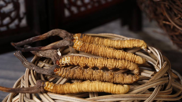 冬蟲夏草煲湯怎么煲好喝？營養(yǎng)與口感雙優(yōu)的實(shí)用指南