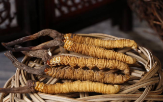冬蟲夏草煲湯怎么煲好喝？營(yíng)養(yǎng)與口感雙優(yōu)的實(shí)用指南