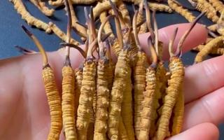 真假冬蟲夏草怎么辨別？5 個實(shí)用方法 + 避坑指南