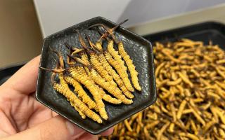 冬蟲夏草可以煲骨頭嗎？當然可以！這樣做營養(yǎng)翻倍