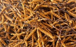 冬蟲夏草專業(yè)存放指南：這樣存，品質不打折