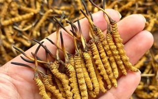 冬蟲(chóng)夏草專家詳解：不同形態(tài)蟲(chóng)草的保存方法與時(shí)限，避免營(yíng)養(yǎng)白白流失