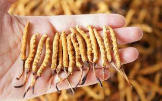 為啥說頭期冬蟲夏草品質(zhì)最好？掰開揉碎給你講